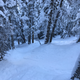 Can you find Sasquatch hiding in the trees?